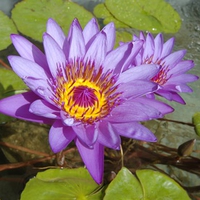 Purple Cape Water Lily