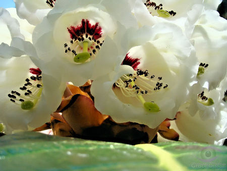 in the heart of a tulip - tulips, white, pure, heart