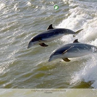 dolphins at play