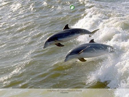 dolphins at play - dolphins, water, nature, sea, fish, animals