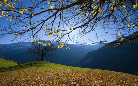 A beautiful day - sunlight, branches, hills, yellow, amazing, grass, shadow, fallen leaves, gorgeous, autumn, mountains