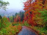 Forest path