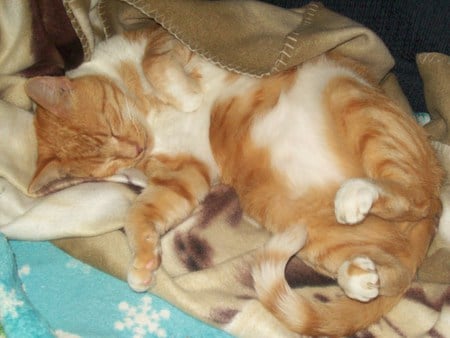 Corey - orange tabby, cats, sleeping, sweet, precious