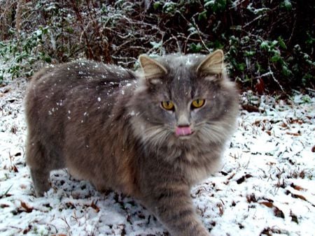 Kitty in the snow - snow, maine coon, cats, beautiful