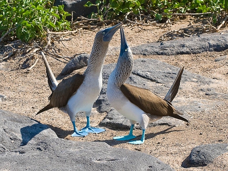 Boobies - footed, display, boobies, birds, blue