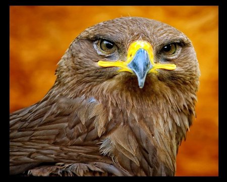 EUROPEAN EAGLE - european, bird, eagle, yellow, brown, beak