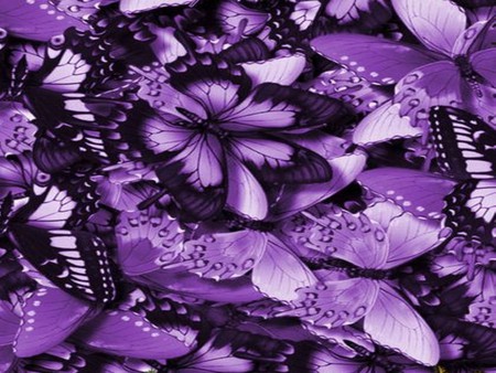 VIOLET BUTTERFLIES