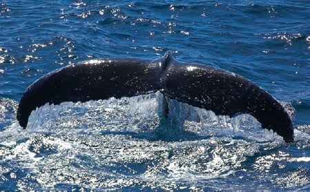 Turning Fluke - whale, animal, water, fluke, ocean, tail