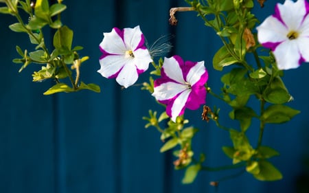 A garden on your desktop - white, garden, vegetation, flowers, floral, nature, green