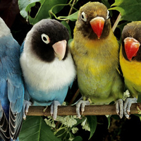 Parrot family