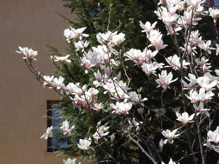 Magnolia soulangeana - garden, white flowers, nature, blooming tree, magnolia