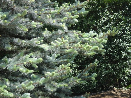 Silver Spruce - silver spruce, nature, tree, garden