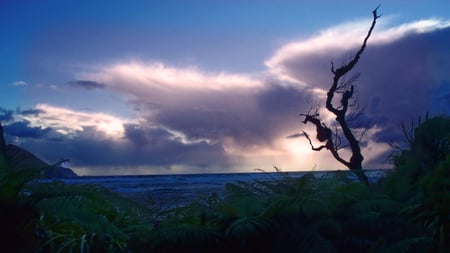 Lonely tree - sky, tree, new zealand, sea