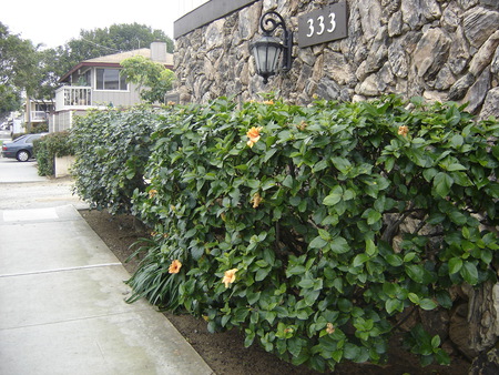 Hibiscus rosa-sinensis Hedge - front house, nature, hibiscus, hedge, architecture, garden design, beautiful design