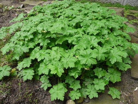 Geranium macrorrhizum - garden, plants, geranium, flowers, nature, green