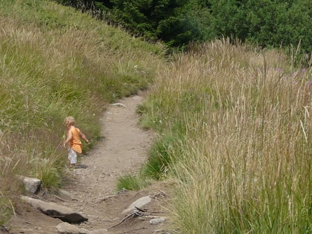 Into the Grasses - grasses, summer, nature, mountain