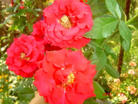 roses - roses, flowers, rose, red