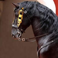 Headshot of a Spanish Stallion