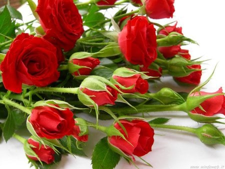 Red roses - nature, beautiful, red, rose, red rose, flower