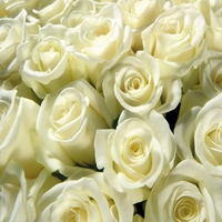 White roses