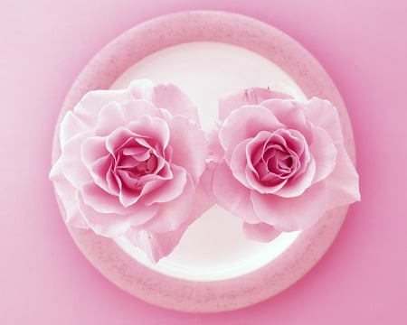 Pink roses - flowers, roses, pink, beauty