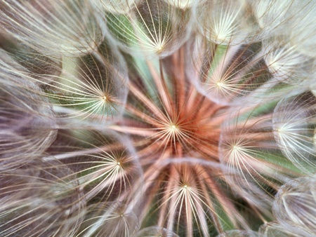 dandelion delight - flower, pretty, soft, beauty, photography, weed, nature, colorful