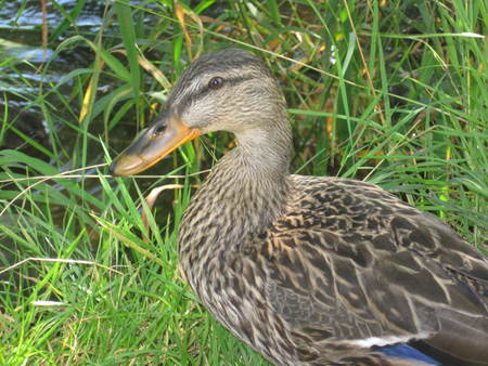 Quack - bird, duck, water, ducks