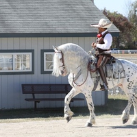 Friesian/Appaloosa Crossbreed