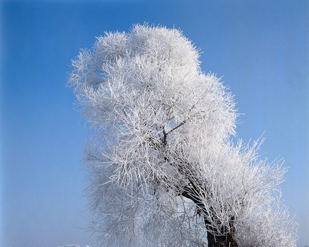 Frozen Tree - blue sky, big tree, frozen, beautiful