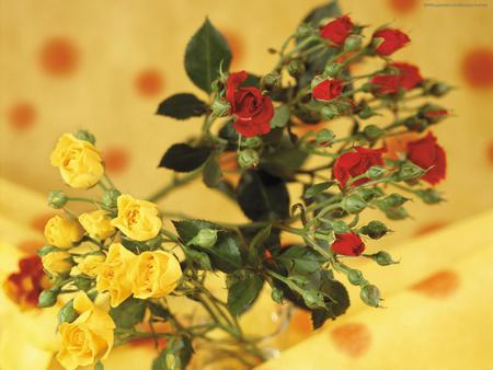 red & yellow - red, roses, beautiful, bouquet, yellow