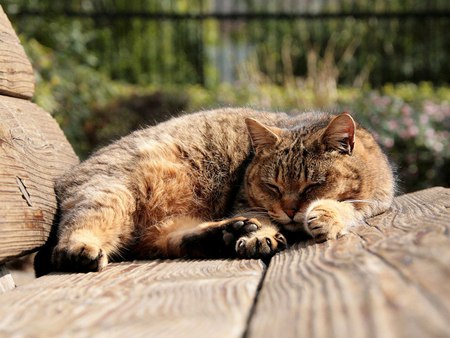 Resting Time - sleeping, wooden bench, brown tiger, home garden, lovely, big cat