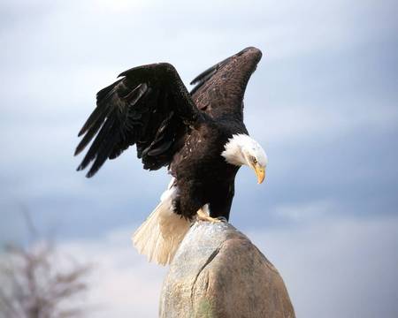 eagle - bird, eagle, landing, bald