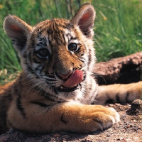 Baby Tiger