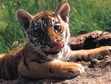 Baby Tiger - cute, baby, tiger, cat