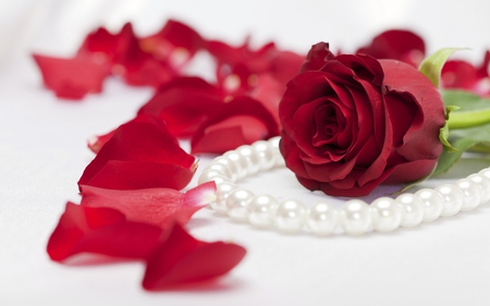 Red Rose - pretty, roses, blossoms, romantic, buds, bud, rose petals, romance, flowers, red, plants, nice, blooms, red rose, pearls, beautiful, photography, valentines day, beauty, lovely, still life, flower, petals, white, necklace, nature, soft, rose, tender, delecate