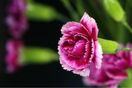 Flower - flower, petals, pink, nature