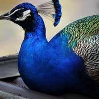 Peacock