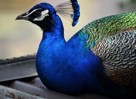 Peacock - feathers, animal, bird, peacock