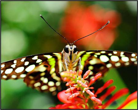 Butterfly - butterfly, flowers, animal, wings