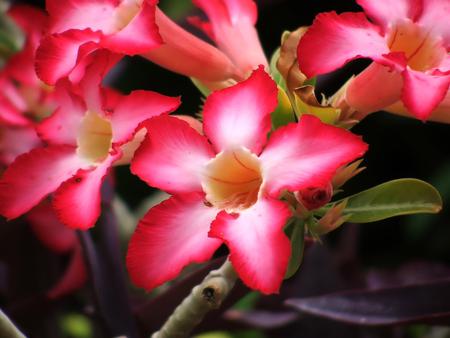 Flowers - flowers, petals, nature, leaves