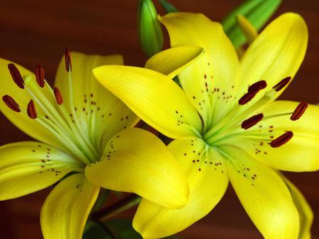 Flowers - flowers, yellow, petals, nature