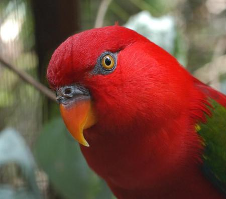 Parrot - animal, face, bird, parrot