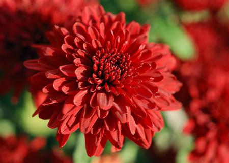 Flowers - flowers, carnations, nature, red