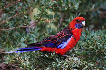 Parrot - animal, trees, bird, parrot