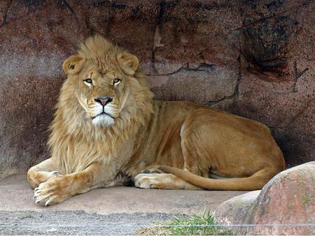 Leo The Lion - animal, rock, lion, cat