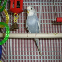 Benny our pet Budgie