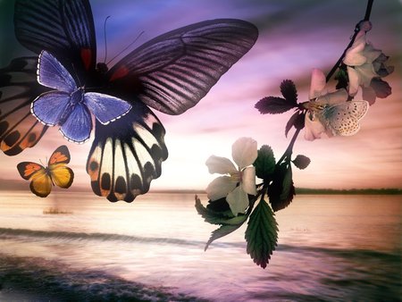 A BUTTERFLY SUNSET