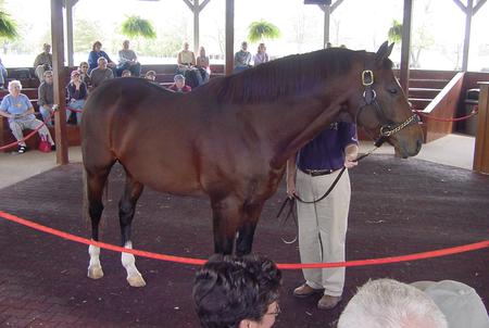 The Great Cigar- Champion - champion, equine, racing, cigar, horse