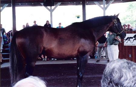 Quarter Horse Champ- Cigar - champion, quarter horse, racing, cigar