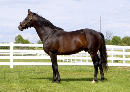 Majestic Cigar - quarter horse, champion, racing, cigar